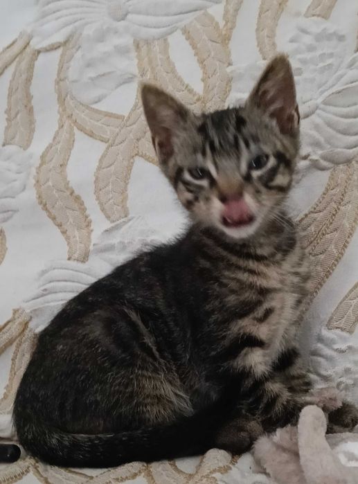 1 gatinho para adoção com 9 semanas