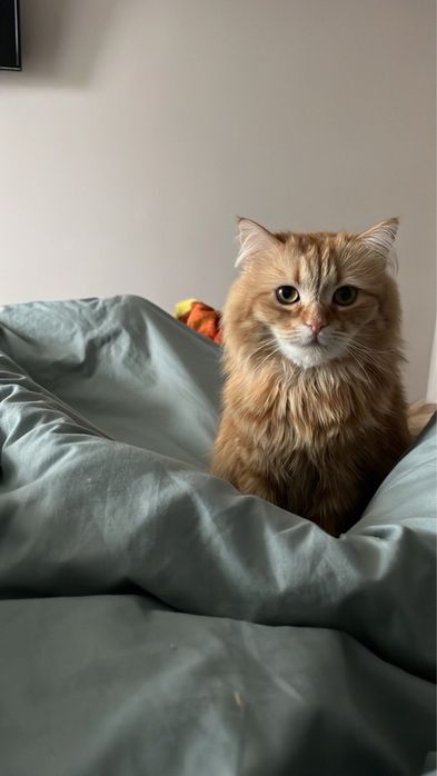 На перетимку 3 місяці