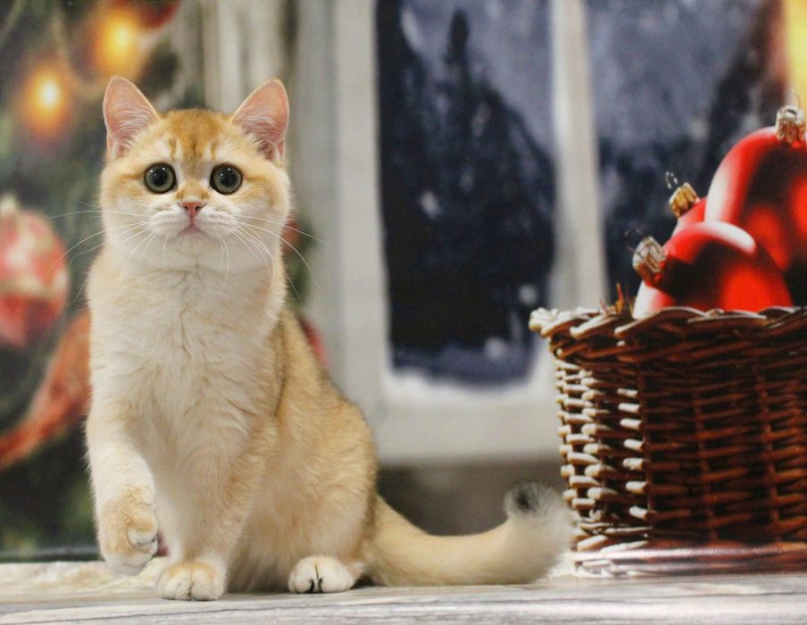 Ох, ця шубка! Ох, ці очі! Чекаємо маму