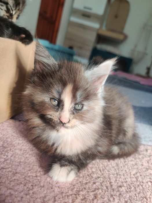Maine coon kicia