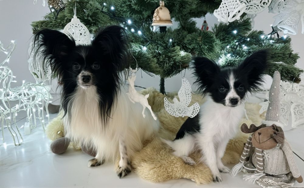 Продам цуценя папільйона (Papillon)