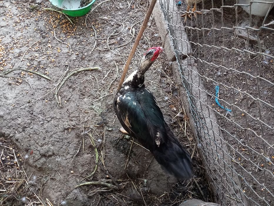 Pato macho e femea mudos adultos