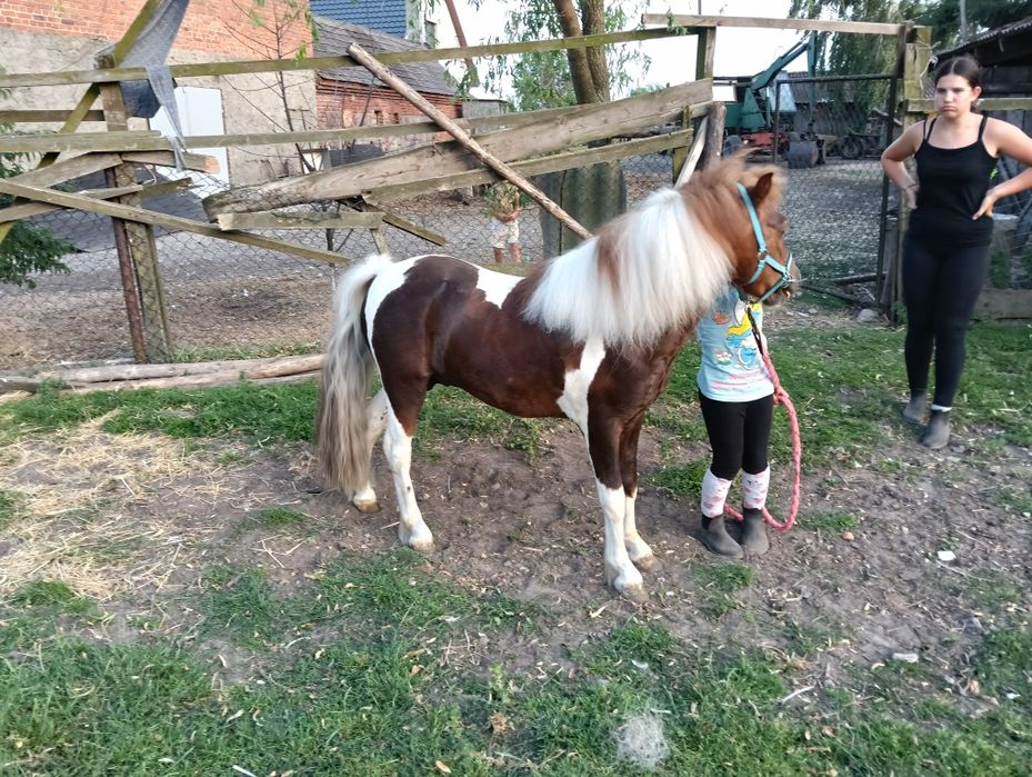 Sprzedam walaszka 5 letniego