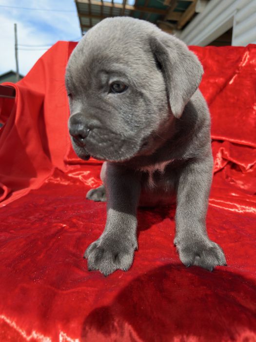 Голубий Кане-Корсо 2 міс хлопчик Рамзан