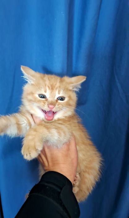 Сонячн рудіі котики
