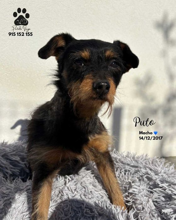 Cão para adoção (Puto)