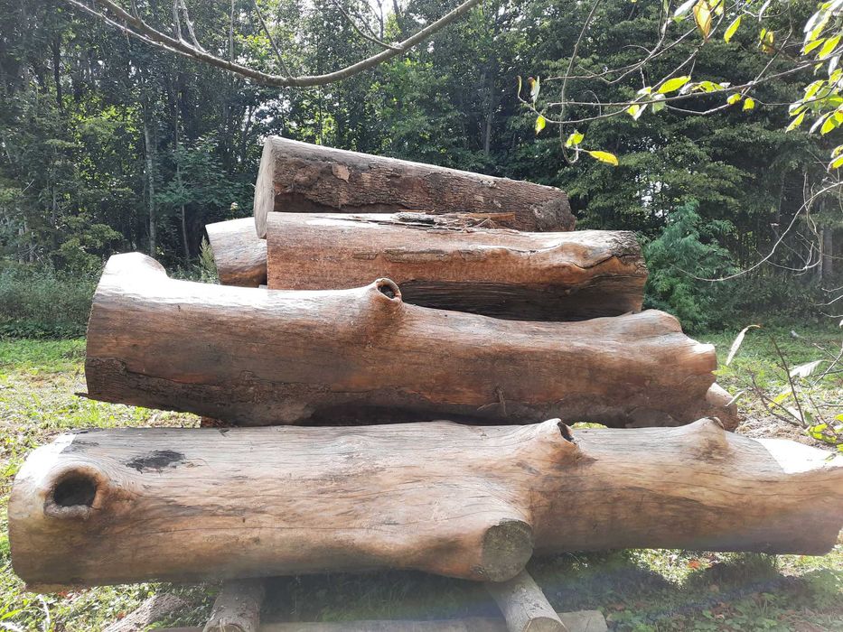 Drzewo Jesion kłody