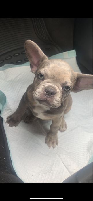 Адресная доставка животных Польша, Германия. Доставка, перевезення