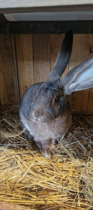 Samiczka belga olbrzyma