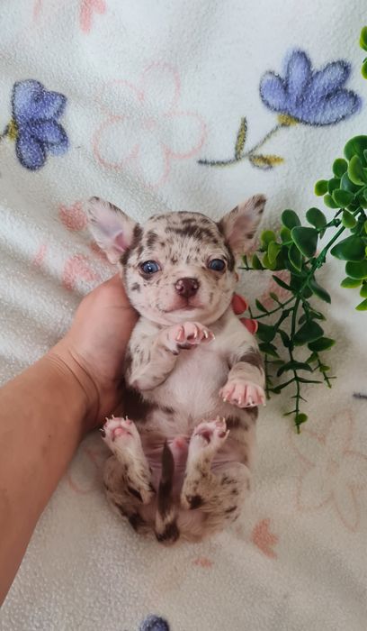 Excecional mini menino Chihuahua/Chiuaua de Qualidad,LinhagemRussa