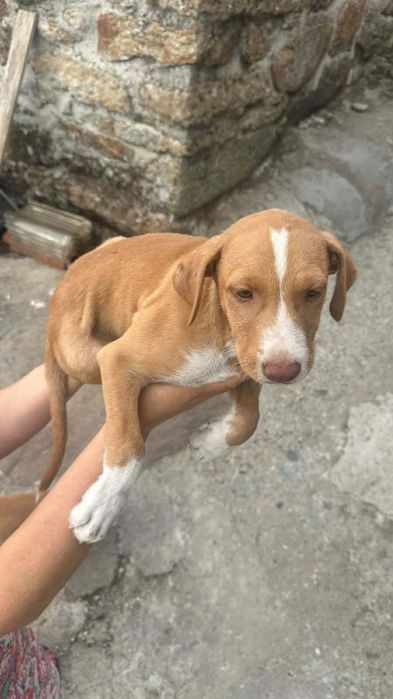 Podengos para adoção responsável
