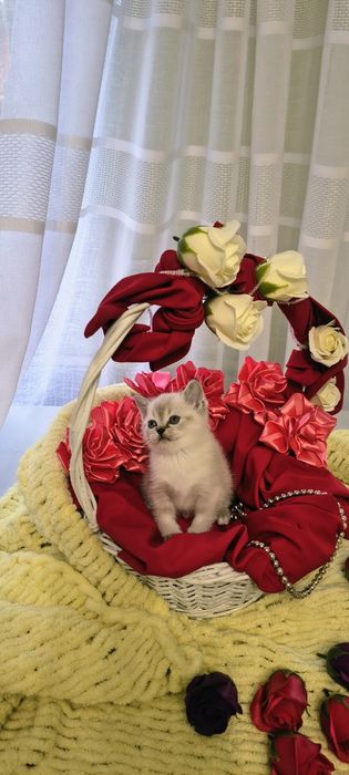 Кіточка шотландської породи