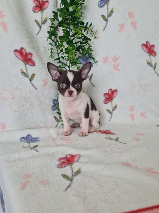 Excelente menino Chihuahua/Chiuaua Cabeça de Maça,Qualidad