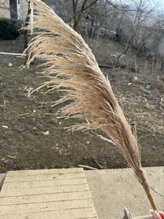 Пампасна трава, кортадерія сухоцвіт, кортадерия