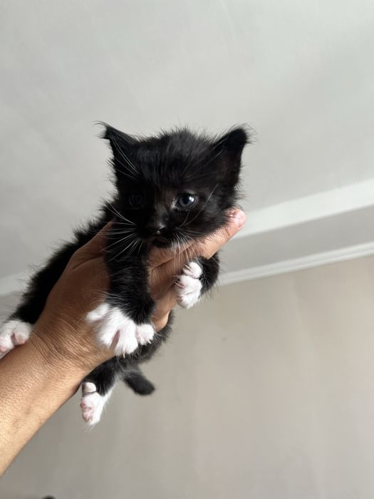 Кошеня шукає дім