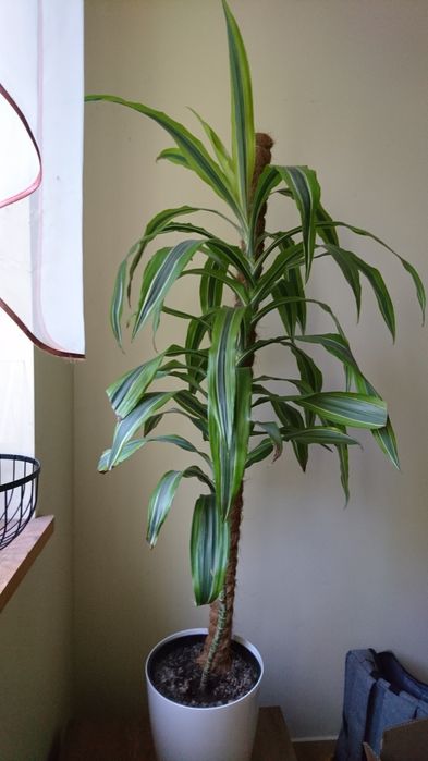 Dracena deremeńska lemon lime