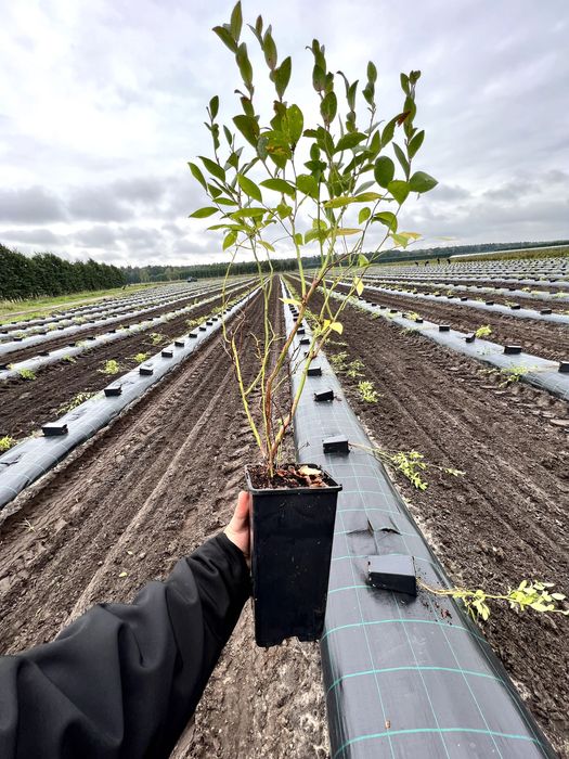 Sadzonki borówki amerykańskiej różne odmiany CAC, paszporty