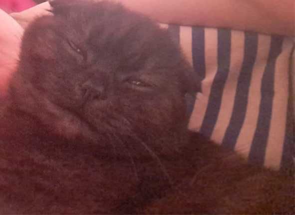 Зникла кішка, Івано-Франківськ, Ямниця