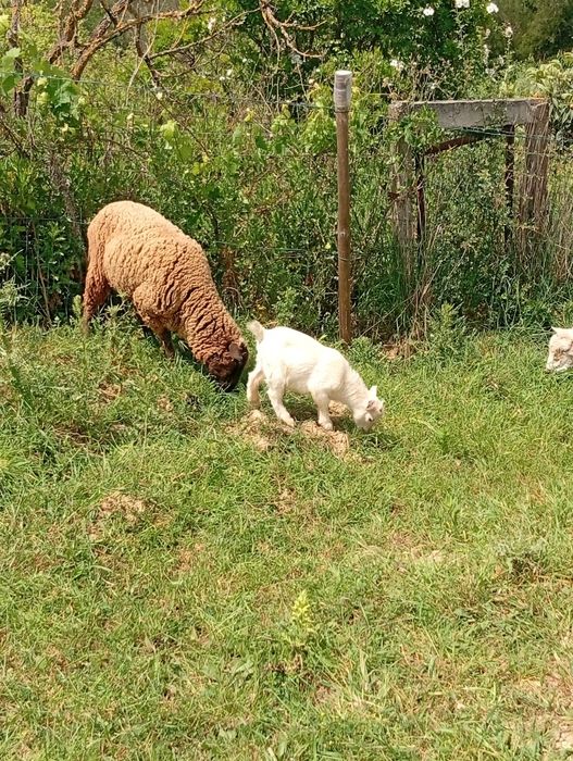 Cabra anã macho 2, 5 meses branco