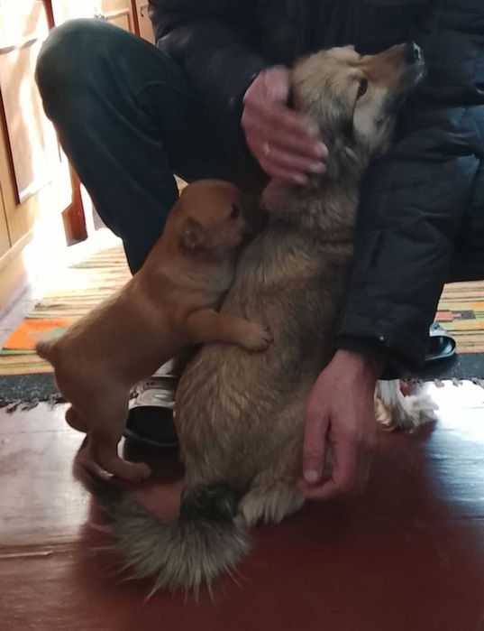 Цуценятко від бездомної собачки шукає дім