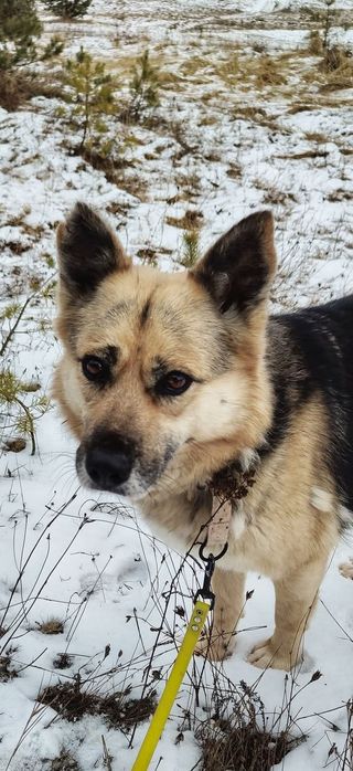 Grace- delikatna i wrażliwa sunia