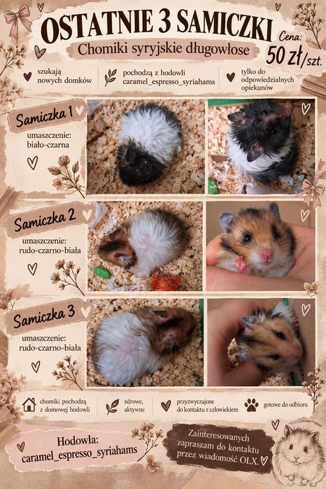 chomiczki syryjskie