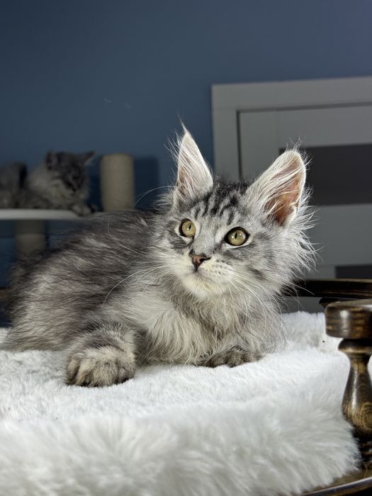 Выразительной внешности мальчик мейн кун 3.5 месяца