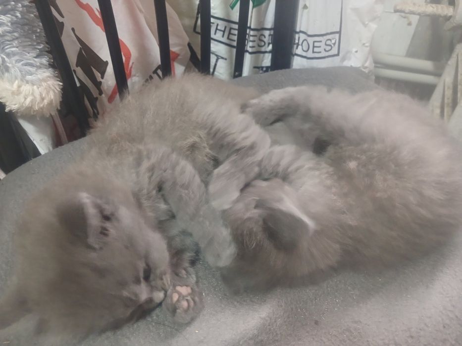 Кошенята  в добрі руки