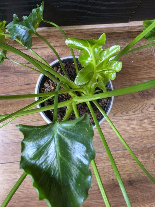 Filodendron Atlantis kolekcjonerski