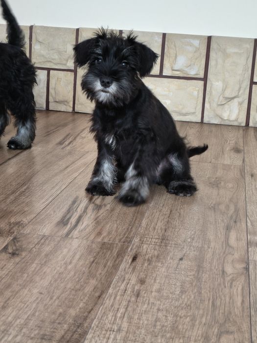 Sznaucer miniaturowy