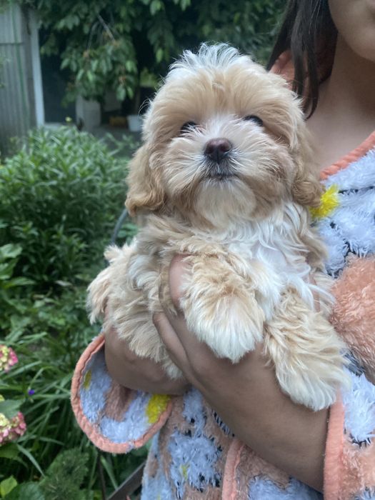 мальтіпу  хлопчики