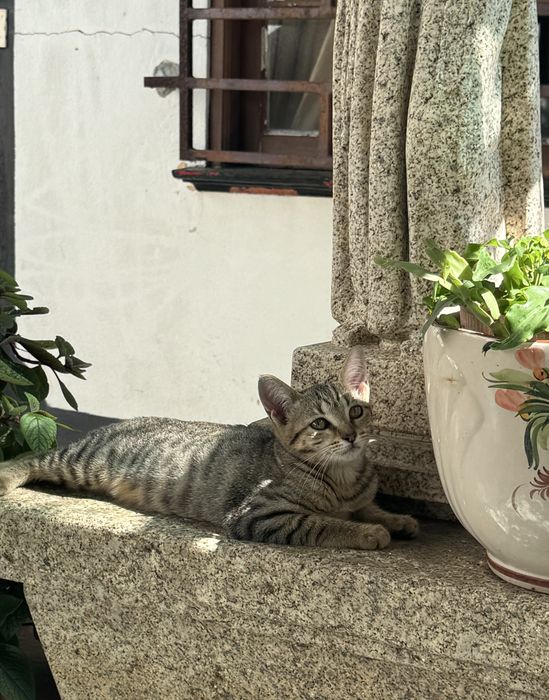 Gatos para adopção