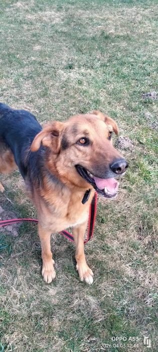 Bandi do adopcji