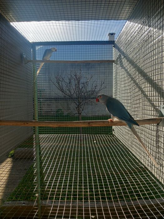 Ring necks cobalto cc