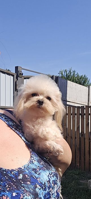 Хлопчик мальтіпу