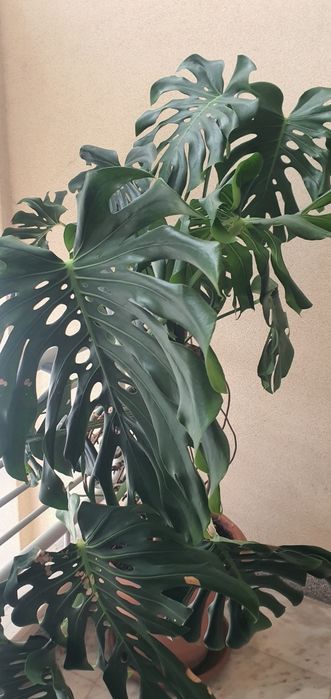 Monstera ou costela de Adão planta