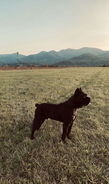 Вязка кане корсо