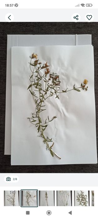 Zielnik - zestaw suszonych roślin