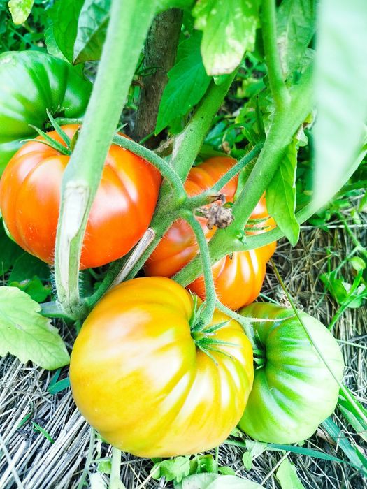 Продам домашні еко-томати (помідори) з грядки - соковиті, великі