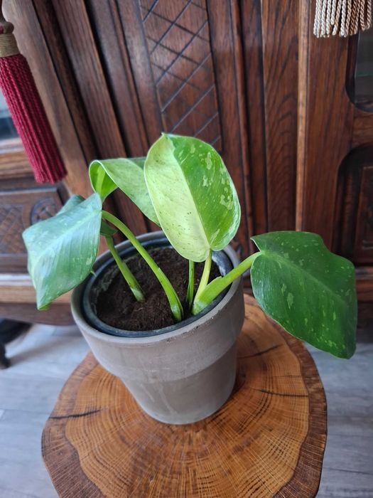 Philodendron Jose Bueno / Paraiso Verde