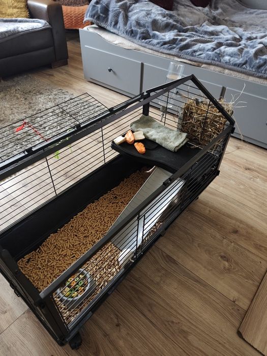 Sprzedam świnki morskie wraz z klatką