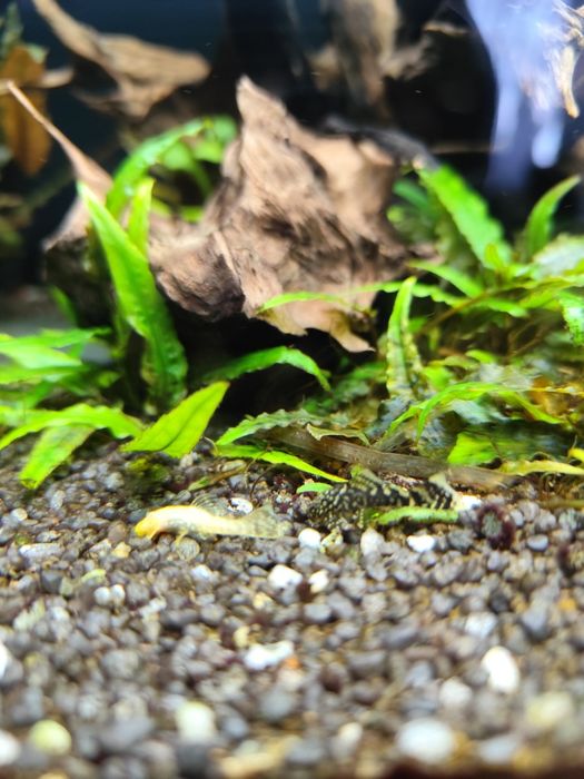 Zbrojniki niebieskie czarne i albinosy