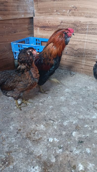 Casal galinhas Araucanas - Ovos Azuis