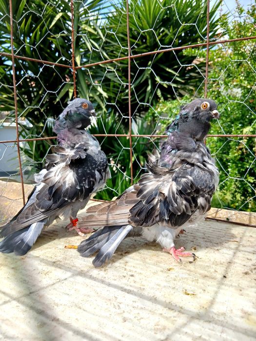 Pombos chorreras