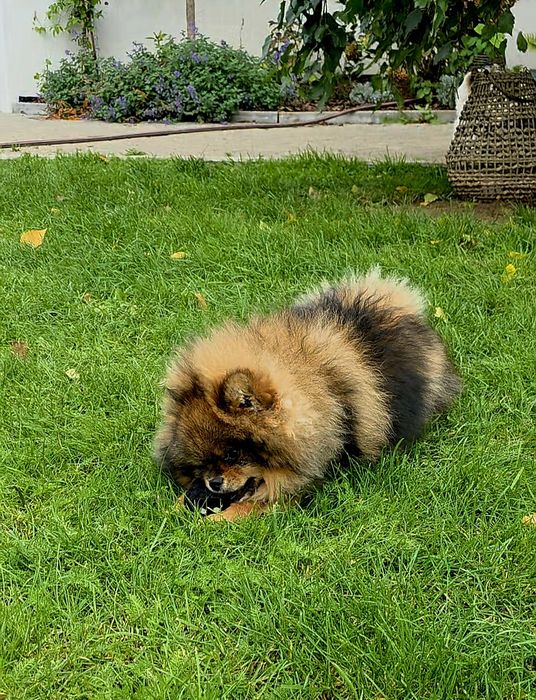 Szpic Miniaturowy (Pomeranian)