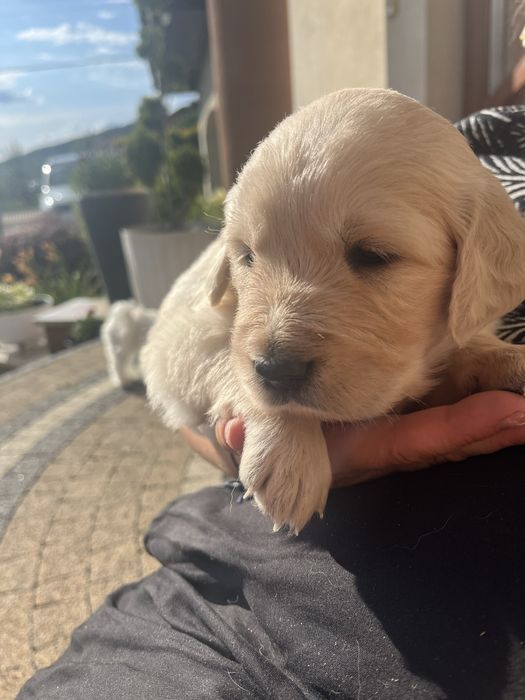 Golden retriever:-)