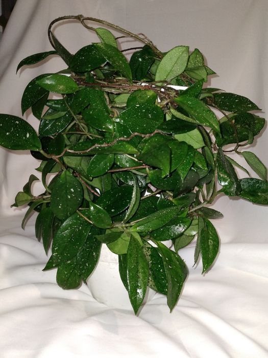 Хойя Карноза  2 взрослых растения