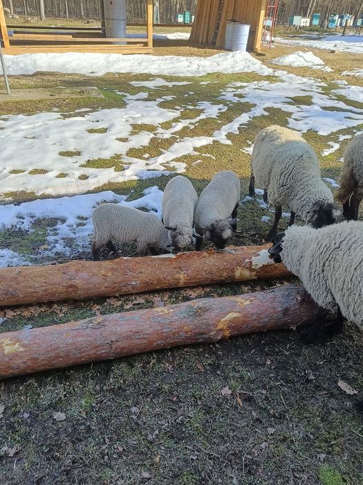 Продам вівці породи Суффолк.