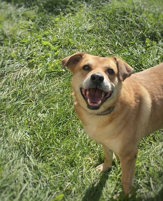Do adopcji „Psi Ideał”