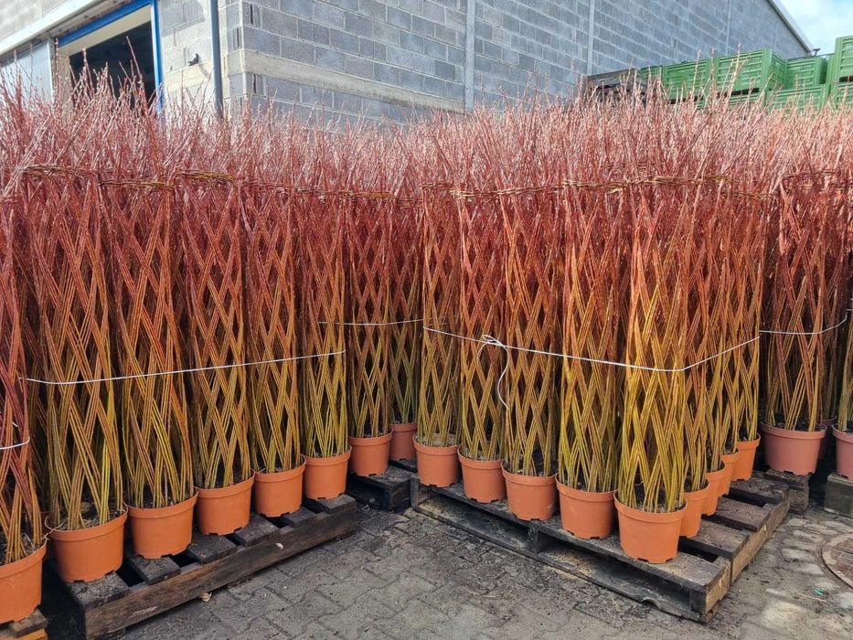 Wierzba pleciona Salix Americana 100-200cm